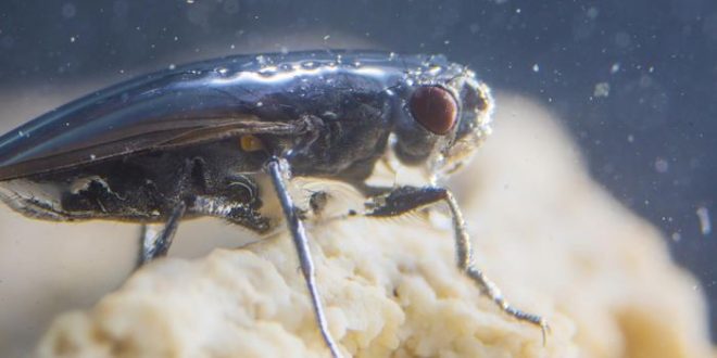 Scientists solve the mystery of  scuba-diving fly